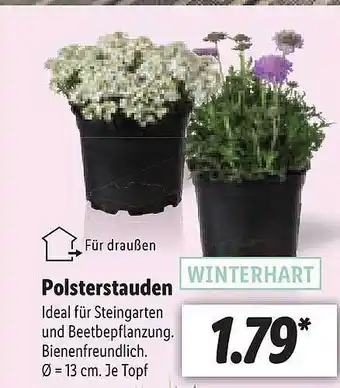 Lidl Polsterstauden Angebot