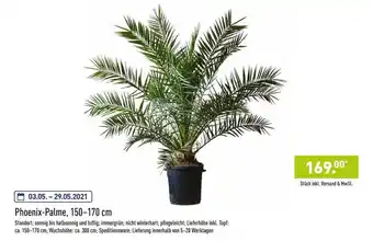 Aldi Nord Phoenix Palme, 150-170 Cm Angebot