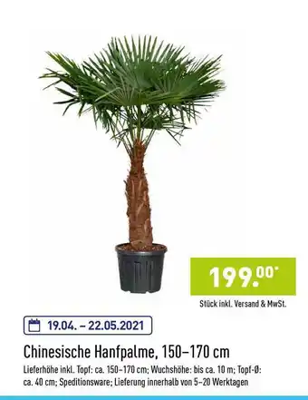 Aldi Nord Chinesische Hanfpalme, 150-170 Cm Angebot