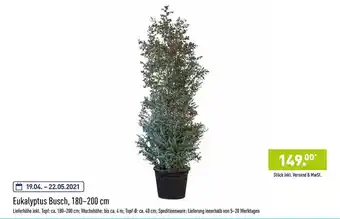 Aldi Nord Eukalyptus Busch 180-200 Cm Angebot