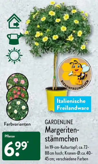 Aldi Nord Gardenline Margeritenstämmchen Angebot