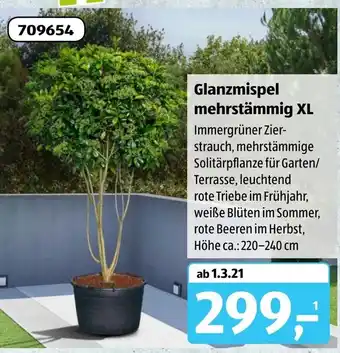 Aldi Süd Glanzmispel mehrstämmig XL Angebot