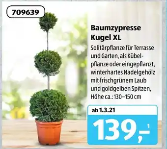 Aldi Süd Baumzypresse Kugel XL Angebot