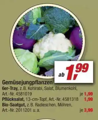 toom Baumarkt Gemüsejungpflanzen Angebot