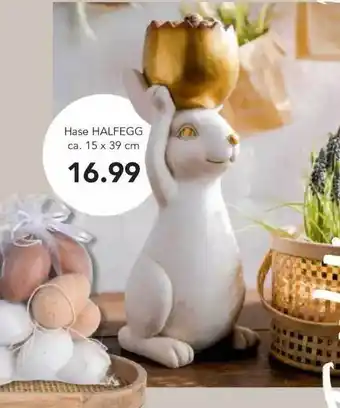 toom Baumarkt Hase Halfegg Angebot