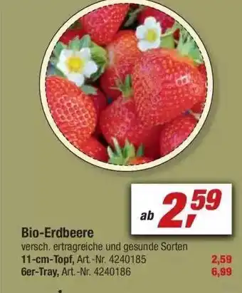 toom Baumarkt Bio-erdbeere Angebot