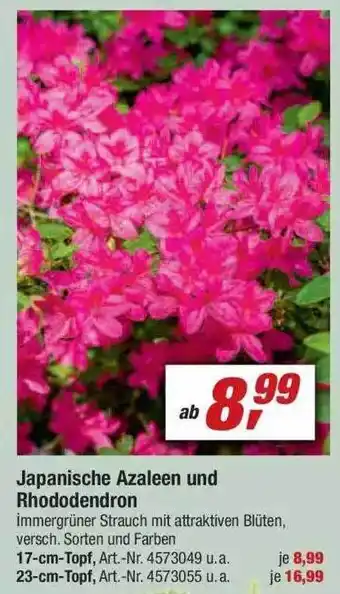 toom Baumarkt Japanische Azaleen Und Rhododendron Angebot