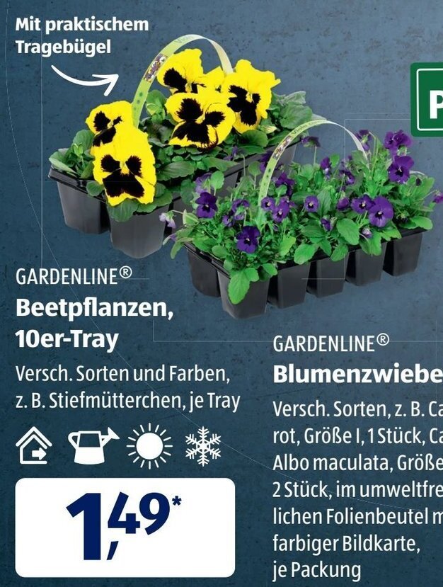 Stiefmutterchen 10er Tray Aldi