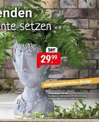 Raiffeisen Markt Pflanzbüste Florian Angebot