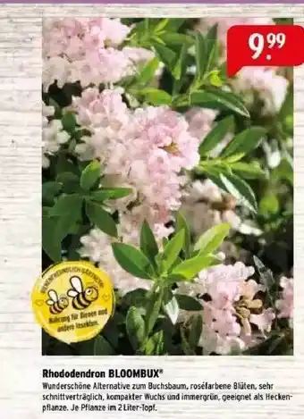 Raiffeisen Markt Rhododendron Bloombux Angebot