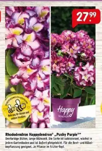 Raiffeisen Markt Rhododendron Happydendron „pushy Purple“ Angebot