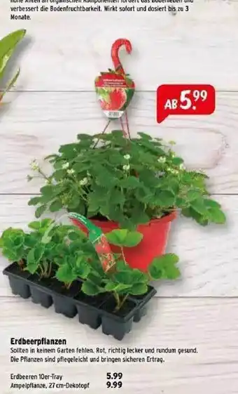 Raiffeisen Markt Erdbeerpflanzen Angebot