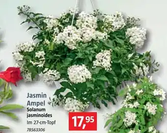 Bauhaus Jasmin ampel Angebot