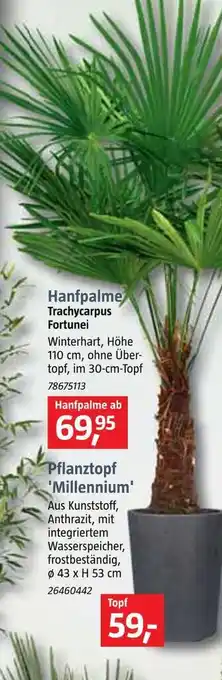 Bauhaus Hanfpalme oder pflanztopf 'millennium' Angebot