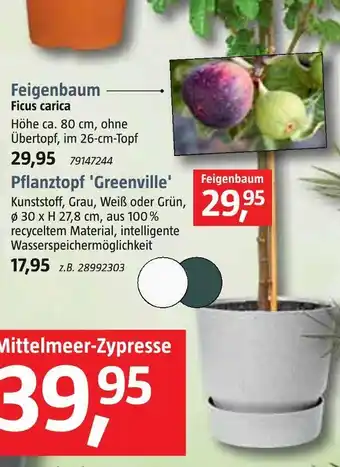 Bauhaus Feigenbaum im pflanztopf Angebot