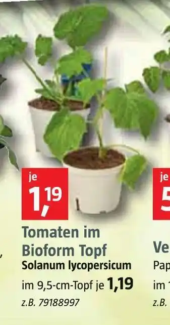 Bauhaus Bauhaus tomaten im bioform topf Angebot