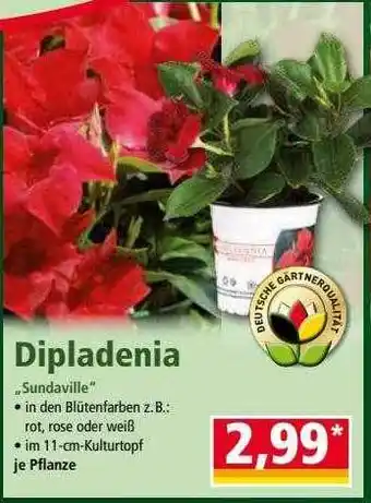 Norma Dipladenia „sundaville” Angebot