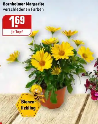 REWE Bornholmer Margerite Angebot