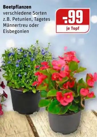 REWE Beetpflanzen Angebot