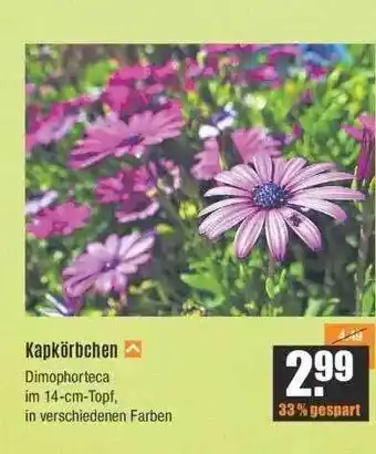 V Baumarkt Kapkörbchen Angebot