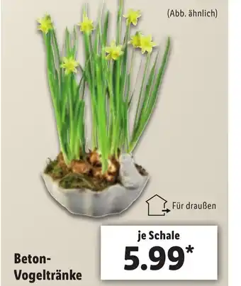 Lidl Beton Vogeltränke Angebot