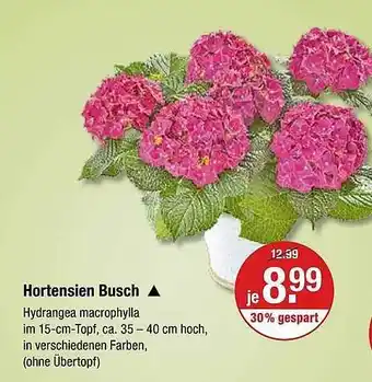 V Markt Hortensien Busch Angebot