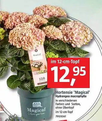 Bauhaus Hortensie 'magical' Angebot