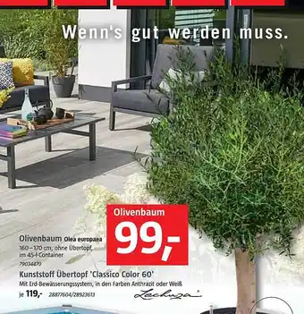 Bauhaus Olivenbaum Kunststoff übertopf 'classico Color 60' Angebot