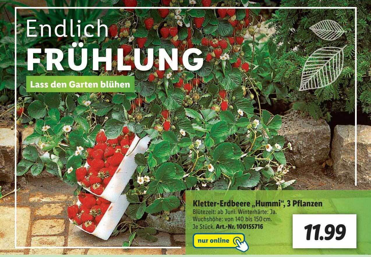 Hummi Klettertoni Pflege : Klettererdbeeren richtig pflanzen und ...