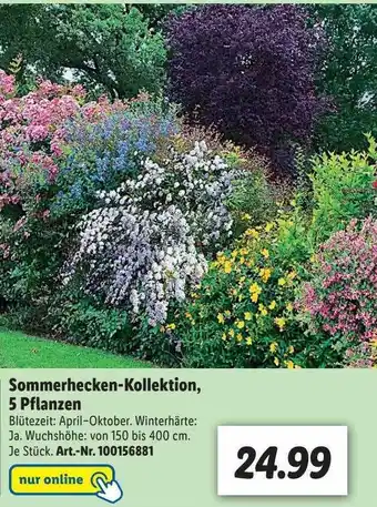 Lidl Sommerhecken-kollektion, 5 Pflanzen Angebot