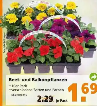 Globus Baumarkt Beet- Und Balkonpflanzen Angebot