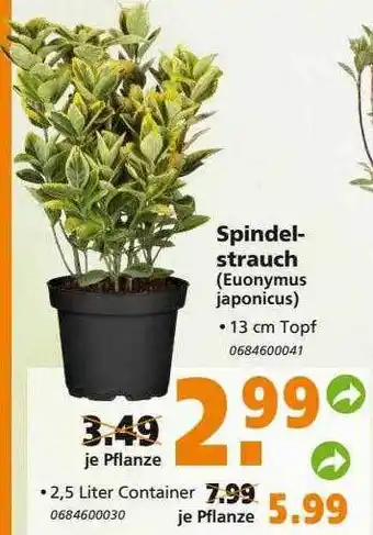 Globus Baumarkt Spindelstrauch (euonymus Japonicus) Angebot