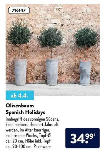 Aldi Nord Olivenbaum Spanish Holidays Angebot