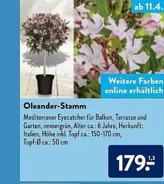 Aldi Nord Oleander-stamm Angebot