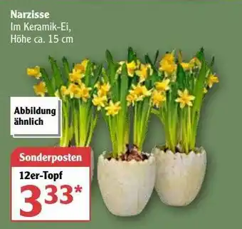 Globus Narzisse Angebot