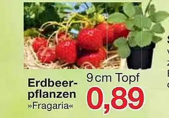 Jawoll Erdbeerpflanzen Angebot