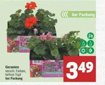 Marktkauf Geranien Angebot