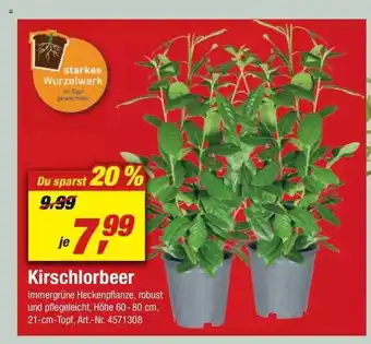 toom Baumarkt Kirschlorbeer Angebot