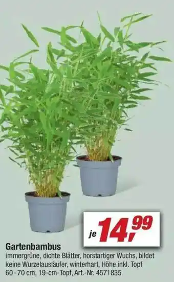 toom Baumarkt Gartenbambus Angebot