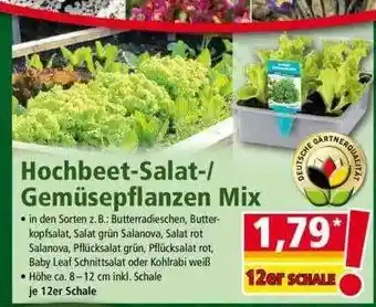 Norma Hochbeet Salat Gemüsepflanzen Mix Angebot