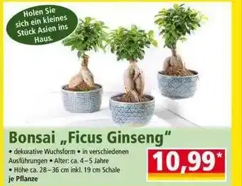 Norma Bonsai „ficus Ginseng” Angebot