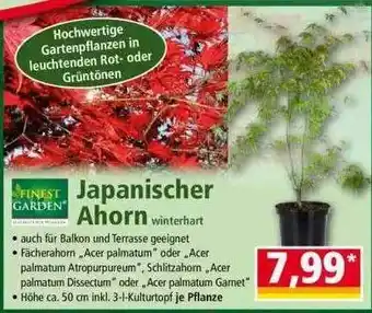 Norma Finest Garden Japanischer Ahorn Angebot