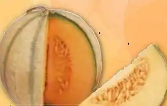 Edeka Cantaloupe Melone Angebot