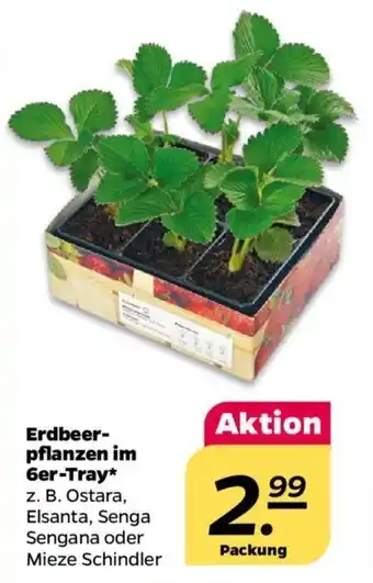 NETTO Erdbeerpflanzen im 6er-Tray Angebot