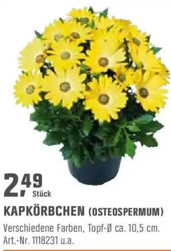 OBI Kapkörbchen (Osteospermum) Angebot