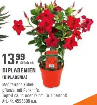 OBI Dipladenien Angebot