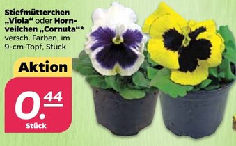 NETTO Stiefmütterchen ,,Viola" oder Hornveilchen ,,Cornuta" Angebot