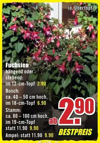 B1 Discount Baumarkt Fuchsien Angebot