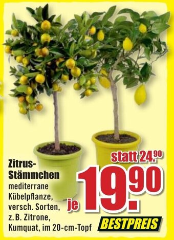 B1 Discount Baumarkt Zitrus Stämmchen Angebot