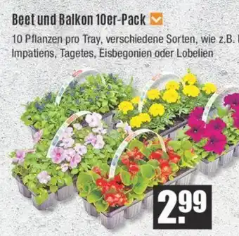 V Baumarkt Beet und Balkon 10er Pack Angebot